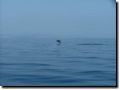 sommer2005-0340.jpg