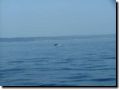 sommer2005-0380.jpg