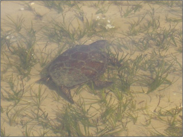 imgp2218.jpg