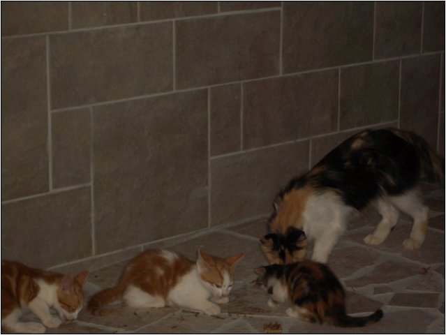 imgp2220.jpg