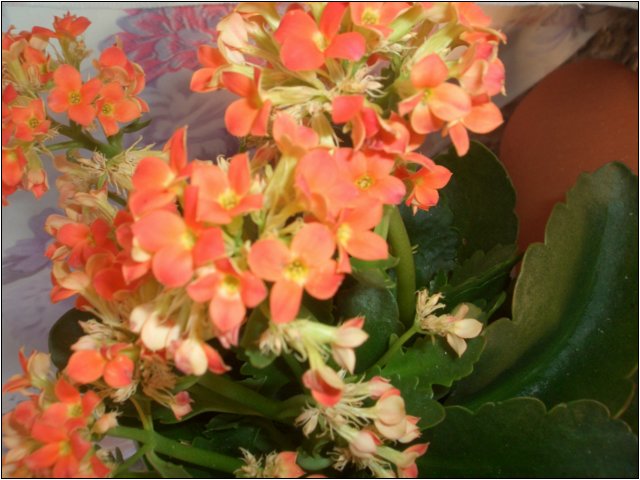 dumici_2010_sommer_020.jpg